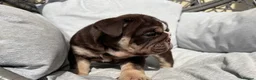 English Bulldog dogs for sale: English Bulldog Puppies - Advert 31