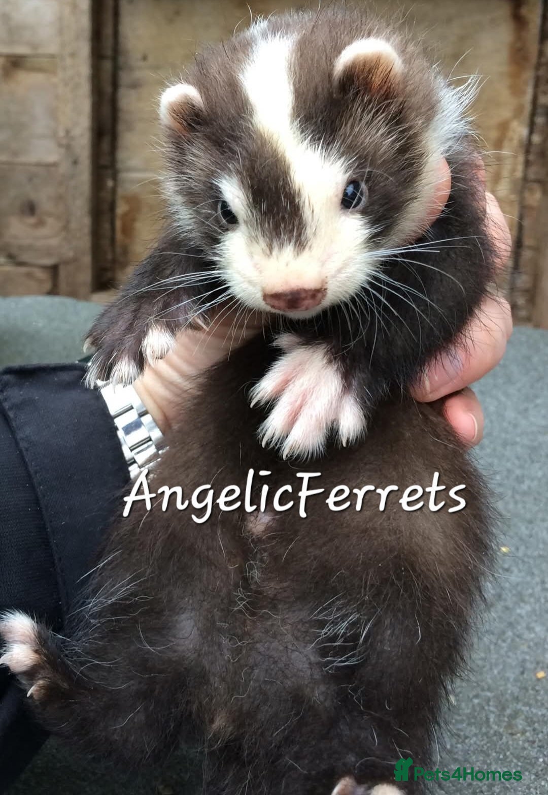 Ferret rodents ANGELICFERRETS IS BACK - Advert 3