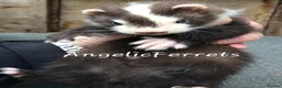 Ferret rodents for sale: ANGELICFERRETS IS BACK - Advert 1