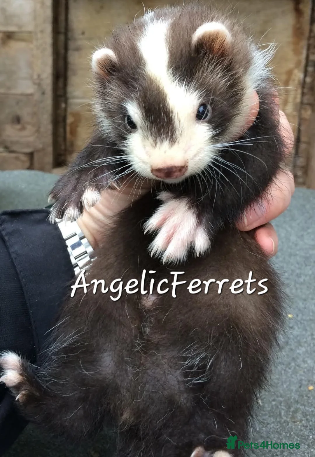 Ferret rodents for sale: ANGELICFERRETS IS BACK - Advert 1