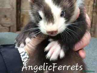 Ferret rodents ANGELICFERRETS. ONLY JILLS LEFT. - Advert 1