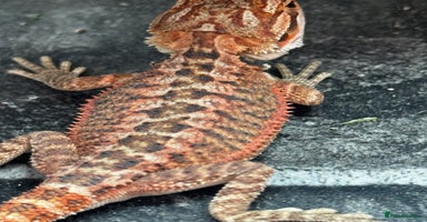 Bearded Dragon reptiles - Advert 1
