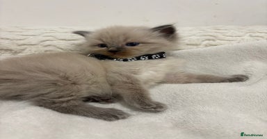 Ragdoll cats - Advert 7
