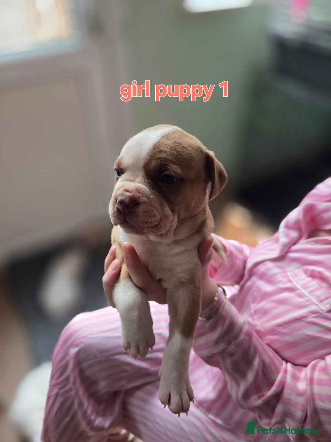 American Bully dogs for sale: Standard American bully 🐶  - Advert 8