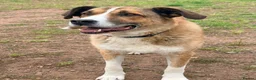 Mixed Breed dogs for adoption: Meet Duke - Advert 2