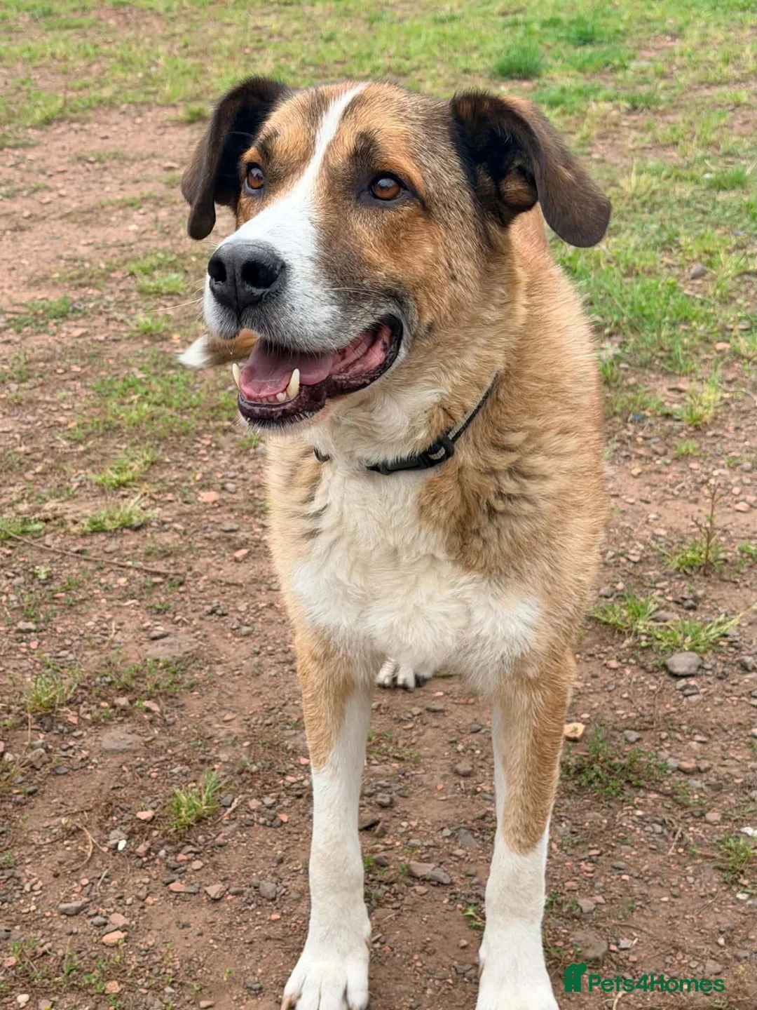 Mixed Breed dogs for adoption: Meet Duke - Advert 2