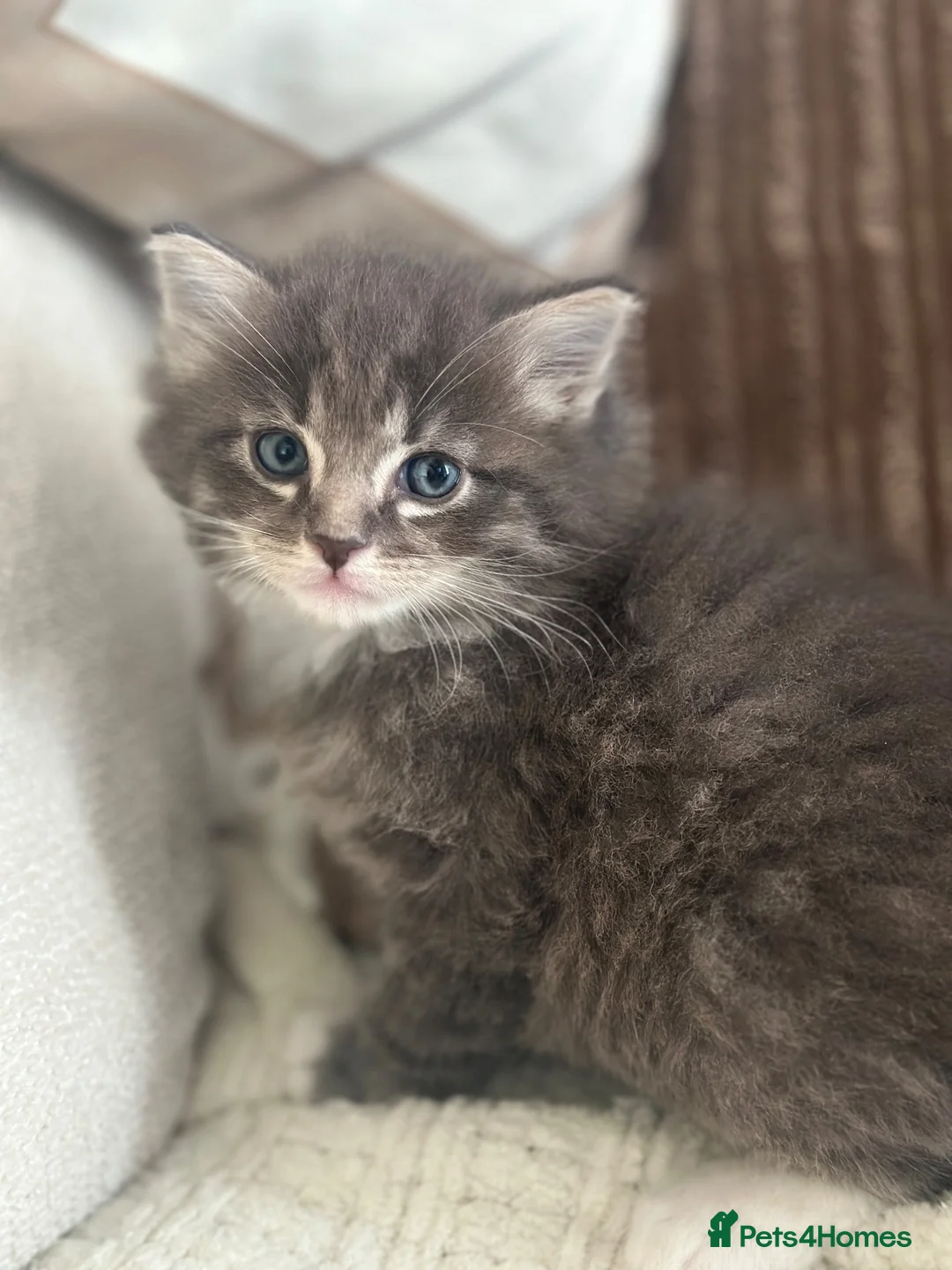 Mixed Breed cats for sale: Two kittens from our family pet  in Turriff - Advert 2