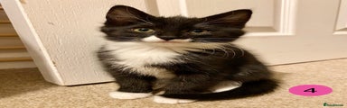 Kitten 4