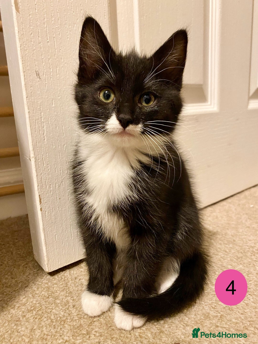 Domestic Shorthair cats for sale: Domestic Shorthair X Ragdoll Cross - Advert 4