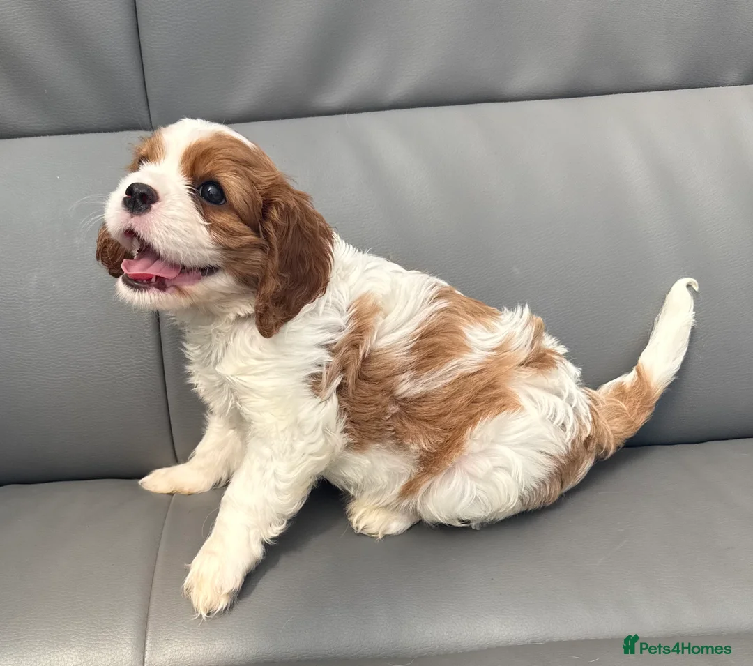 Cavalier King Charles Spaniel dogs for sale: Very active and super sweet boy is ready to go - Advert 28
