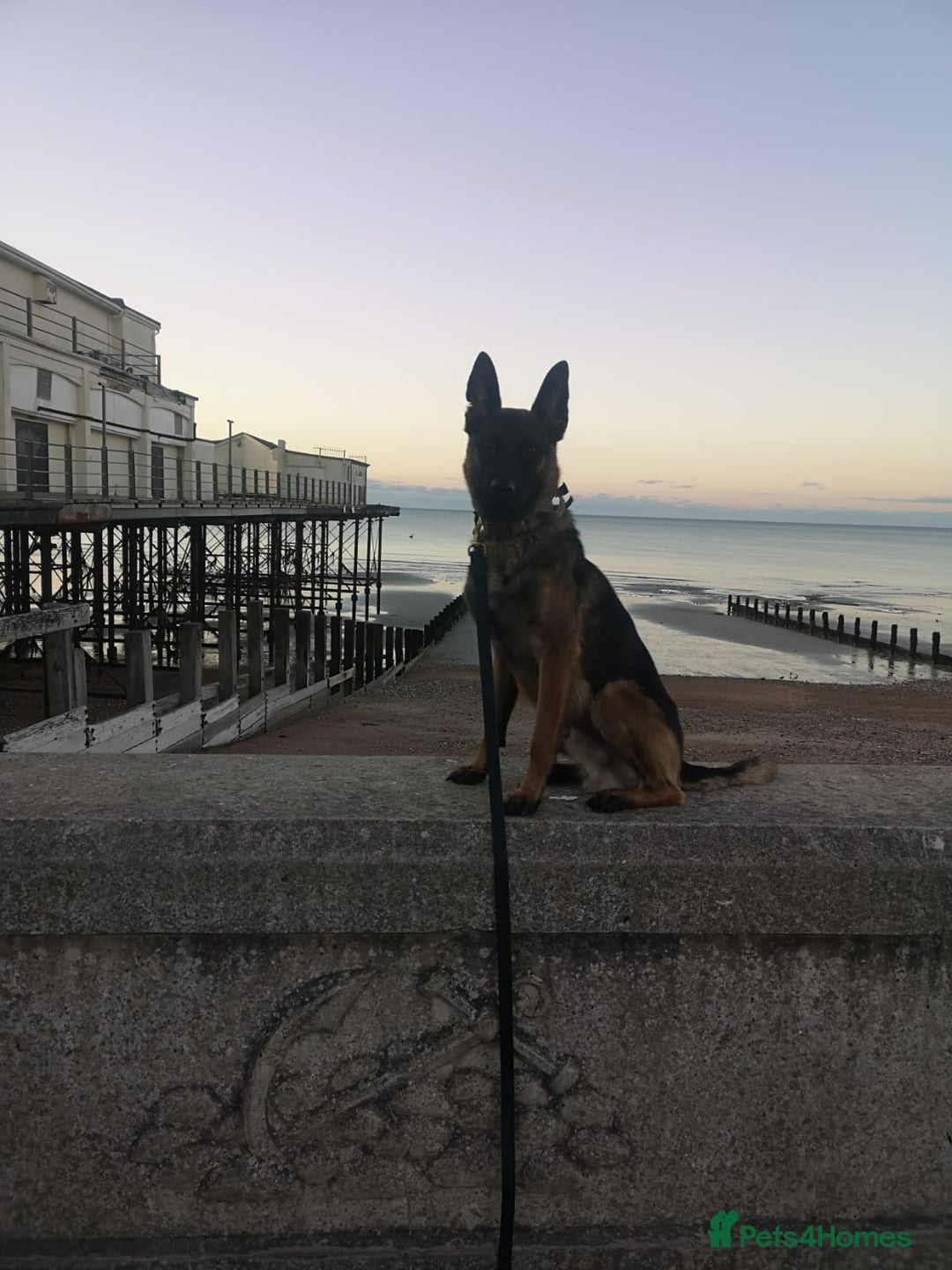 Belgian Shepherd Dog dogs for sale: Gorgeous Belgian Mali - Advert 2