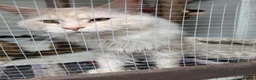 Maine Coon cats for sale: 2 X Active Male and Female Pedigree Maine Coon.  - Advert 4