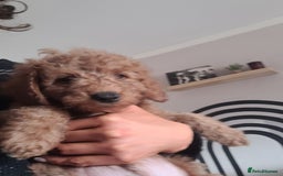 Goldendoodle dogs for sale: F1b goldendoodle pups  - Image 6