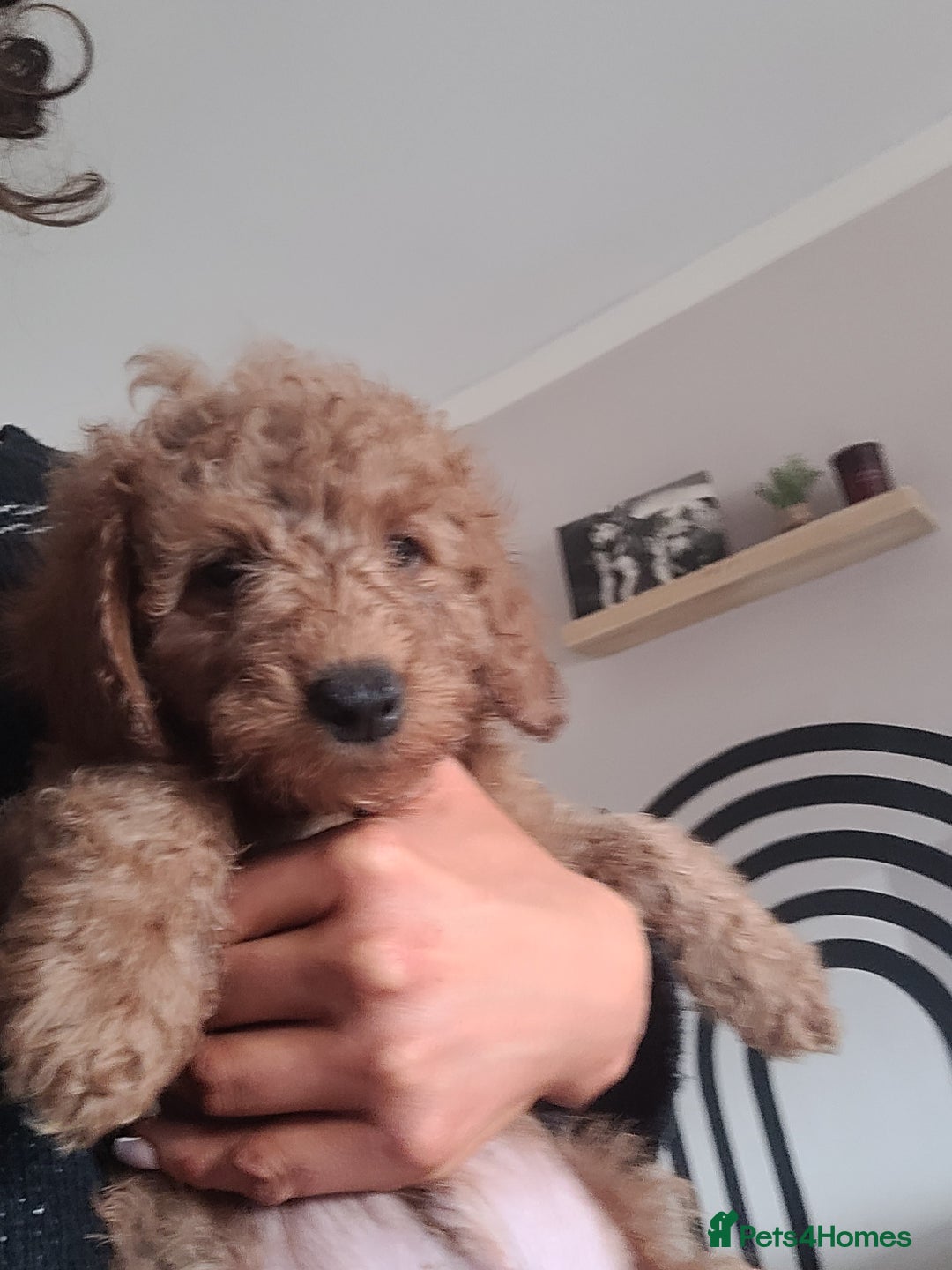 Goldendoodle dogs for sale: F1b goldendoodle pups  - Image 6