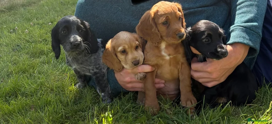 Cocker Spaniel dogs for sale: 4 beautiful working Cocker spaniels  in Bishops Castle - Advert 1