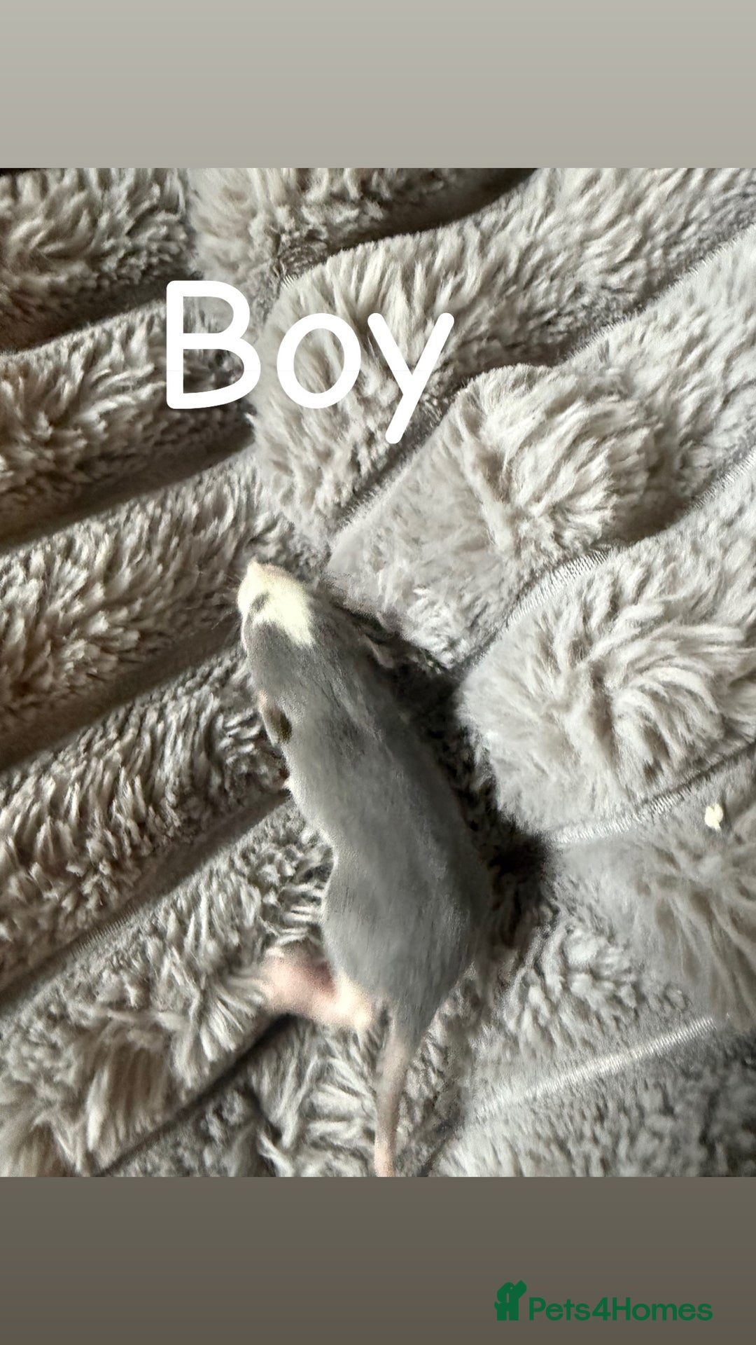 Rat rodents for sale: Baby rats mixed  - Advert 13