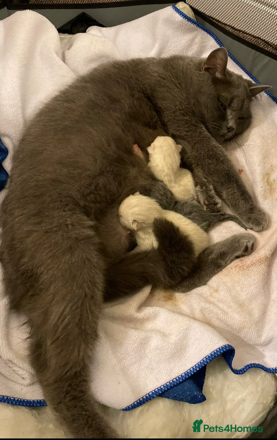 British Shorthair cats for stud: 🐈‍⬛ GIZZY THE STUD 🐈‍⬛ GCCF AND TICA REGISTERED  in Solihull - Advert 32