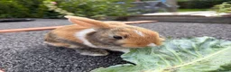 Mixed Breed rabbits for sale: mixed breed lionhead/netherland dwarf bunnies  - Advert 5