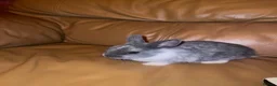 Netherland Dwarf rabbits for sale: Grey and white and black and white  in London - Advert 3
