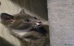 Mixed Breed cats for sale: 4 adorable kittens — 2 boys girls and 2 girls. - Image 5