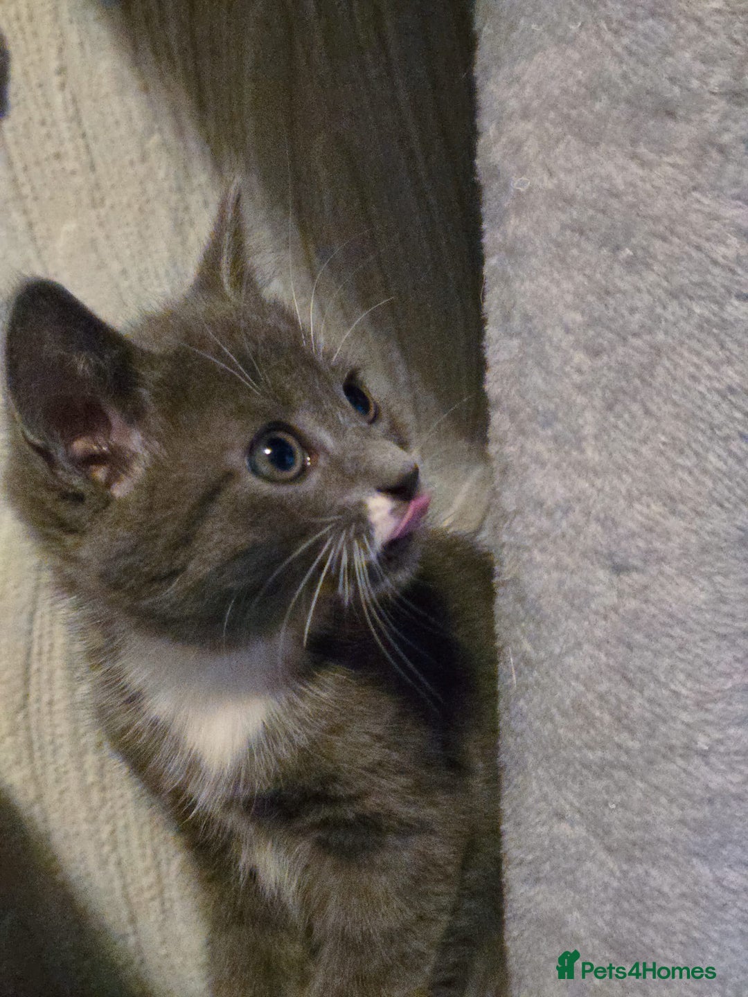Mixed Breed cats for sale: 4 adorable kittens — 2 boys girls and 2 girls. - Image 5
