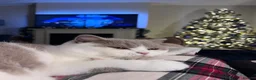 British Shorthair cats for sale: Beautiful British short hair kittens - Advert 6