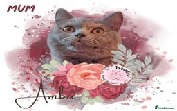 British Longhair cats for sale: GORGEOUS GCCF BRITISH LONGHAIR KITTEN  - Image 8