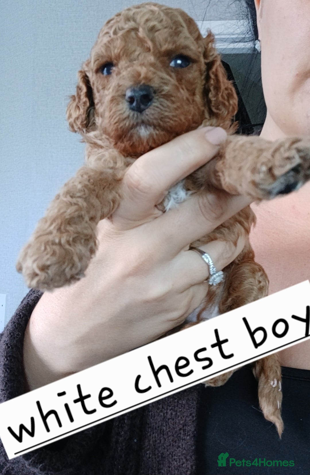 Cockapoo dogs for sale: Beautiful cockapoo puppies  - Image 4