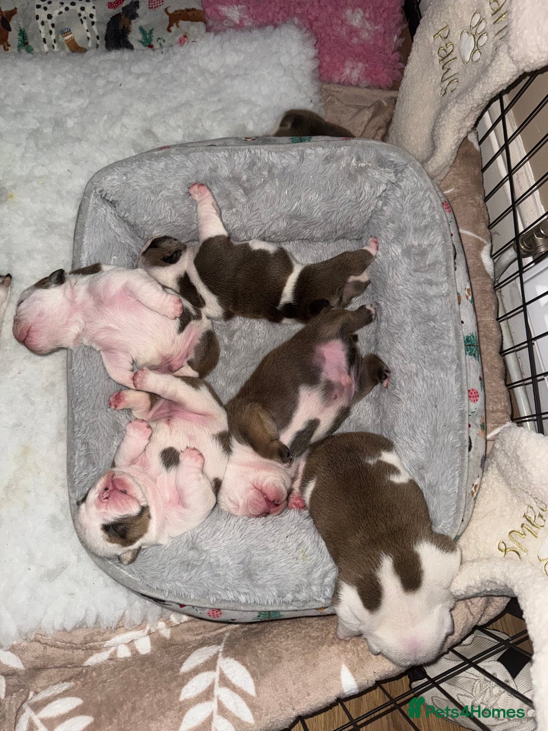 English Bulldog dogs for sale: Stunning English bulldog puppies  - Advert 21