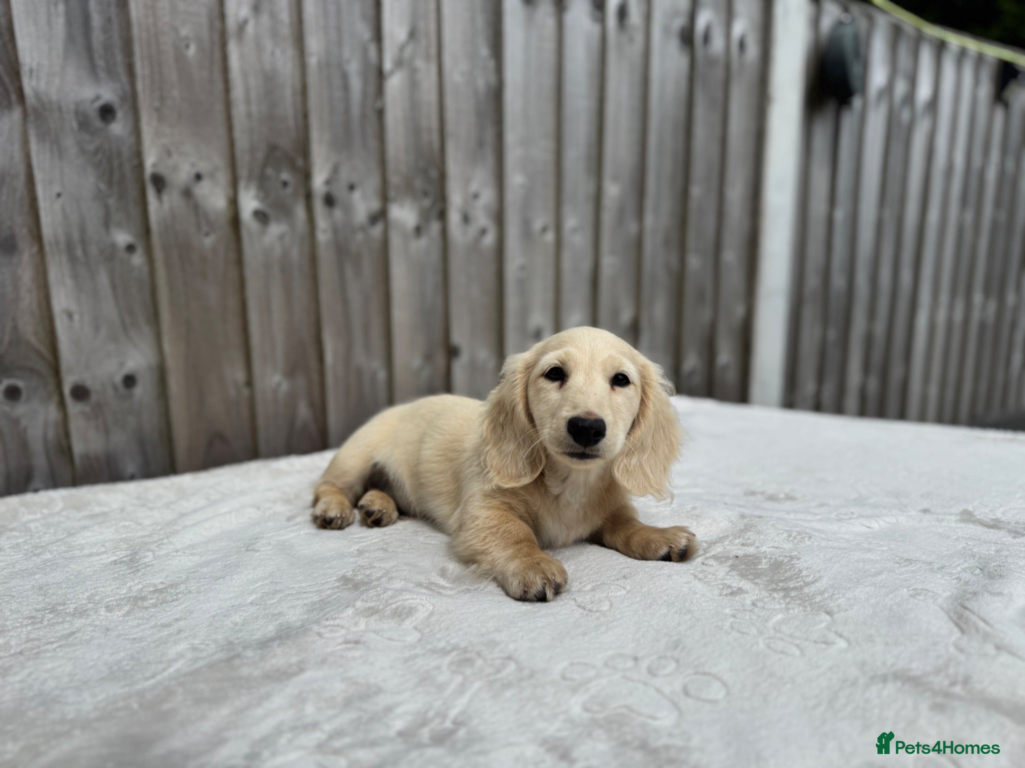 Miniature Dachshund dogs KC cream dachshunds  - Advert 2