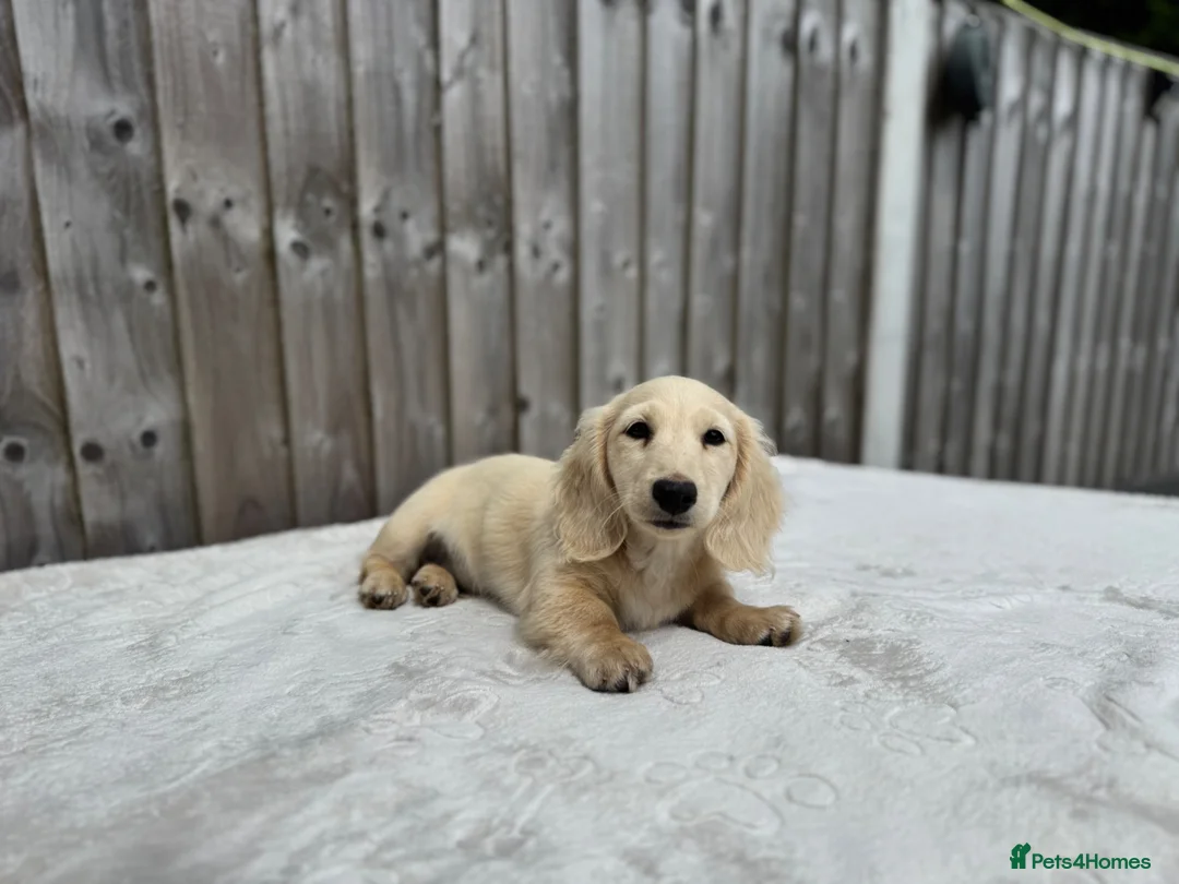 Miniature Dachshund dogs for sale: KC cream dachshunds  - Advert 2