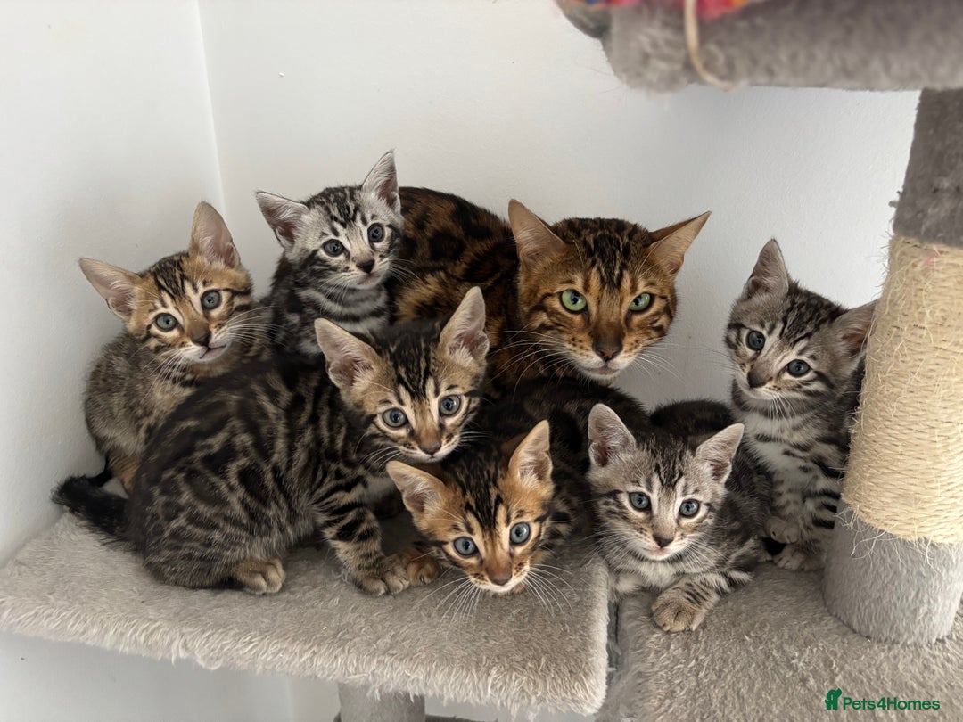 Bengal cats for sale: Stunning TICA registered bengal kittens  in Huntly - Image 2