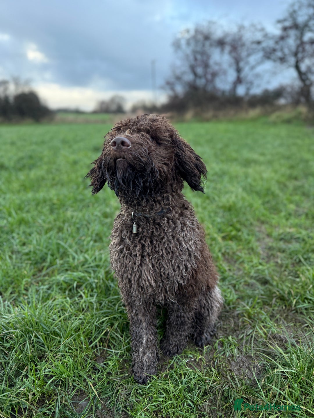 Lagotto Romagnolo dogs for sale: Beautiful boy looking for his forever home - Advert 6
