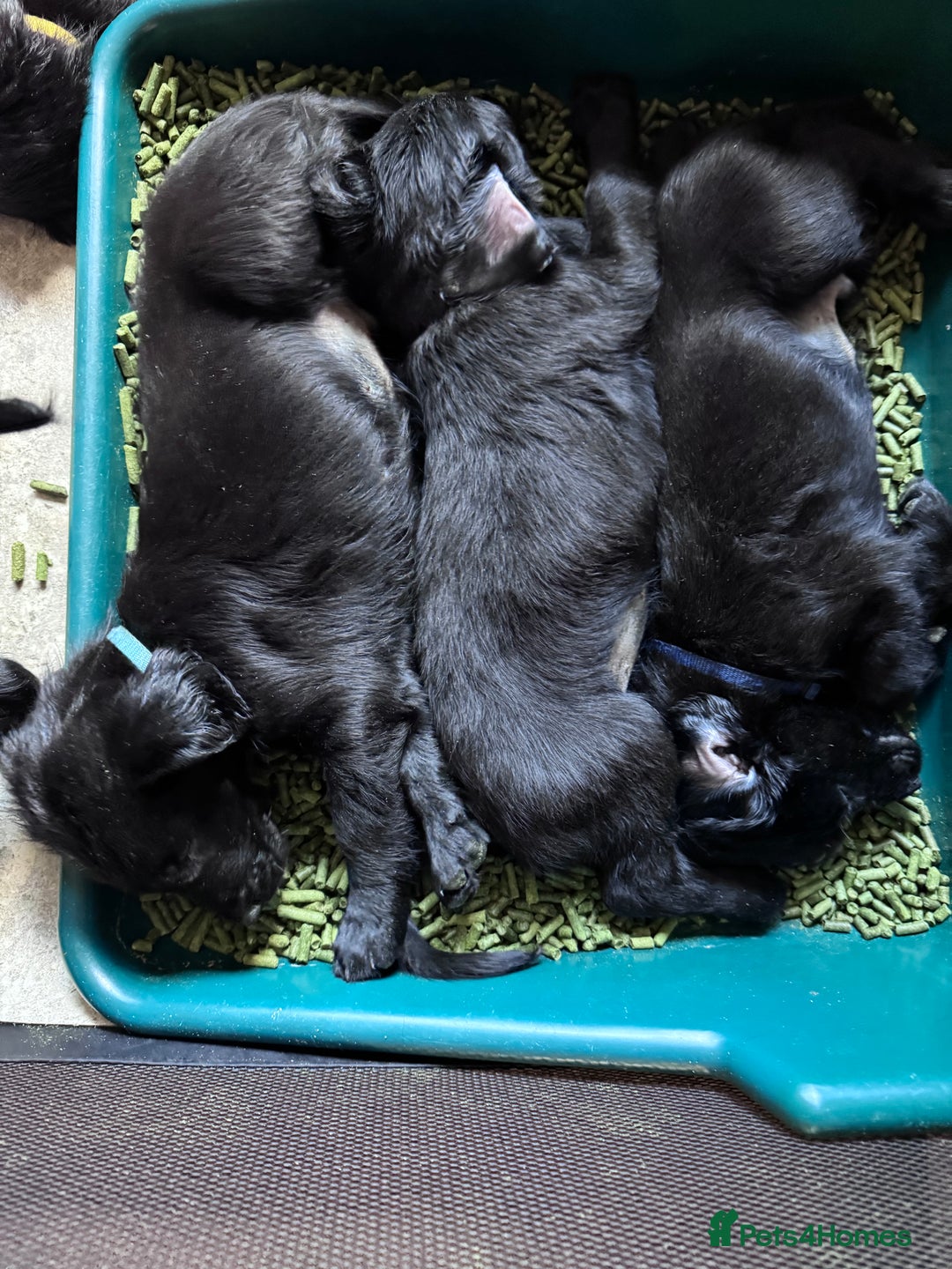 Flat coated Retriever dogs for sale: Flat coat Retriever puppies  - Image 10
