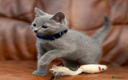 Russian Blue cats for sale: Adorable Russian Blue Kittens TICA  - Image 9