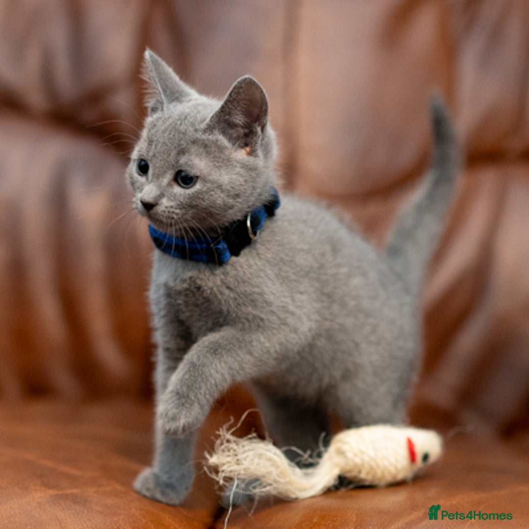 Russian Blue cats for sale: Adorable Russian Blue Kittens TICA  - Image 9
