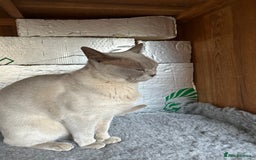 Burmese cats for sale: Pedigree Burmese retired queen and stud   - Image 3