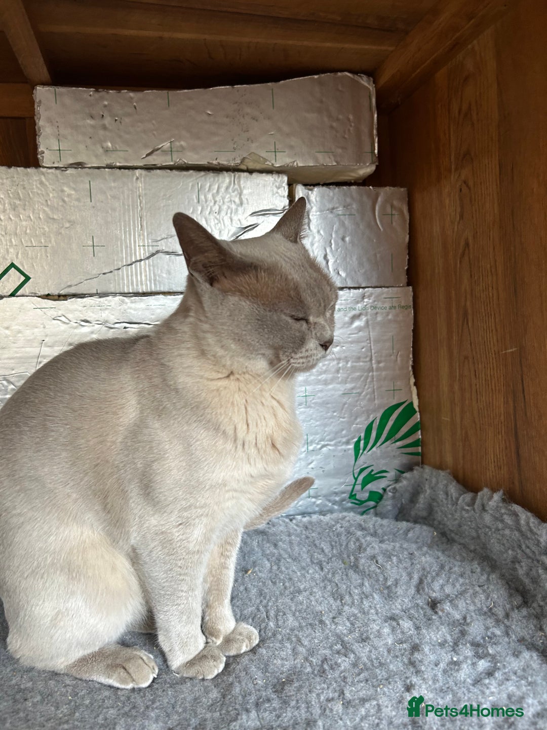 Burmese cats for sale: Pedigree Burmese retired queen and stud   - Image 3
