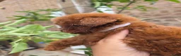 Toy Poodle dogs for sale: Asian toy poodle  - Advert 20
