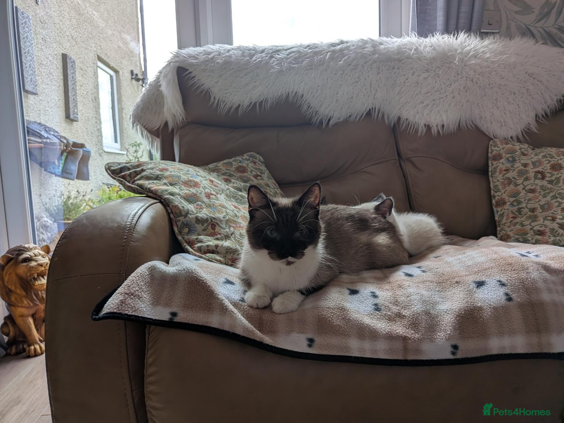 Ragamese cats Jazmine - Advert 1
