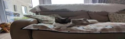 Ragamese cats for sale: Jazmine - Advert 1