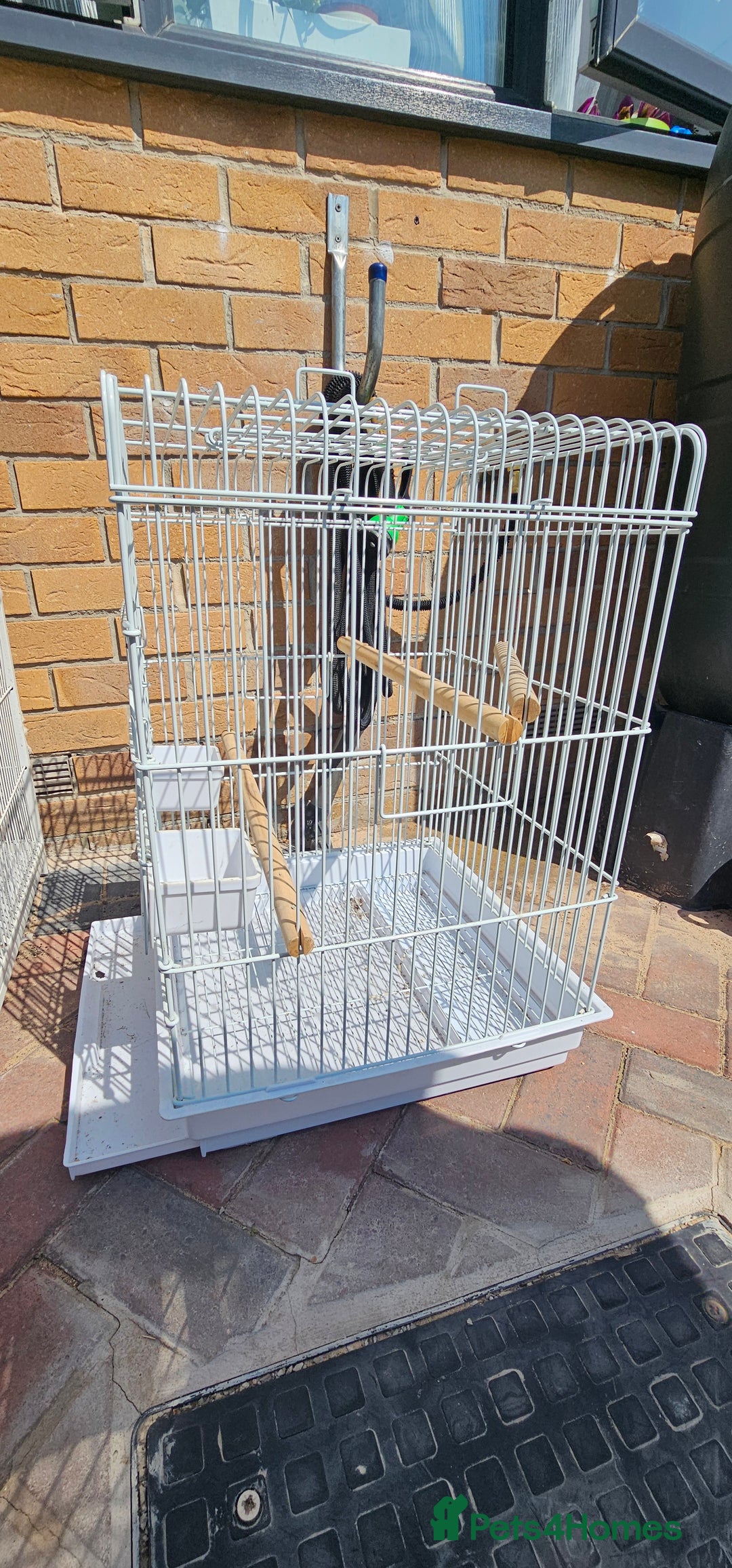 Budgerigars birds for sale: Budgies for sale! Food and 2 cages included! - Image 2