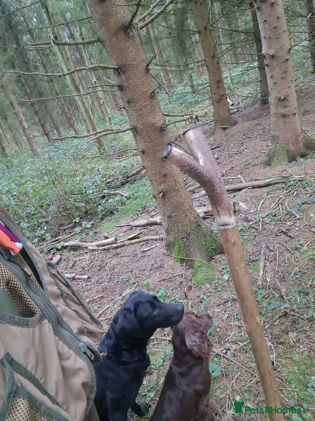 Labrador Retriever dogs for sale: KC Working Labrador Bitch - Advert 17