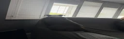 Staffordshire Bull Terrier dogs for stud: Bruno - Advert 2