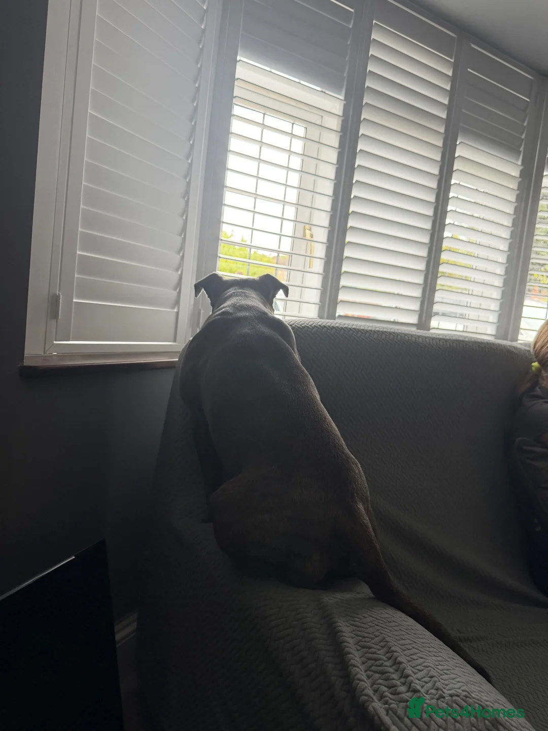 Staffordshire Bull Terrier dogs for stud: Bruno - Advert 2