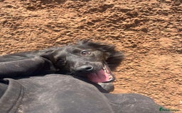 Mixed Breed dogs for adoption: Meet Ranger, currently residing in Lancashire  - Image 6