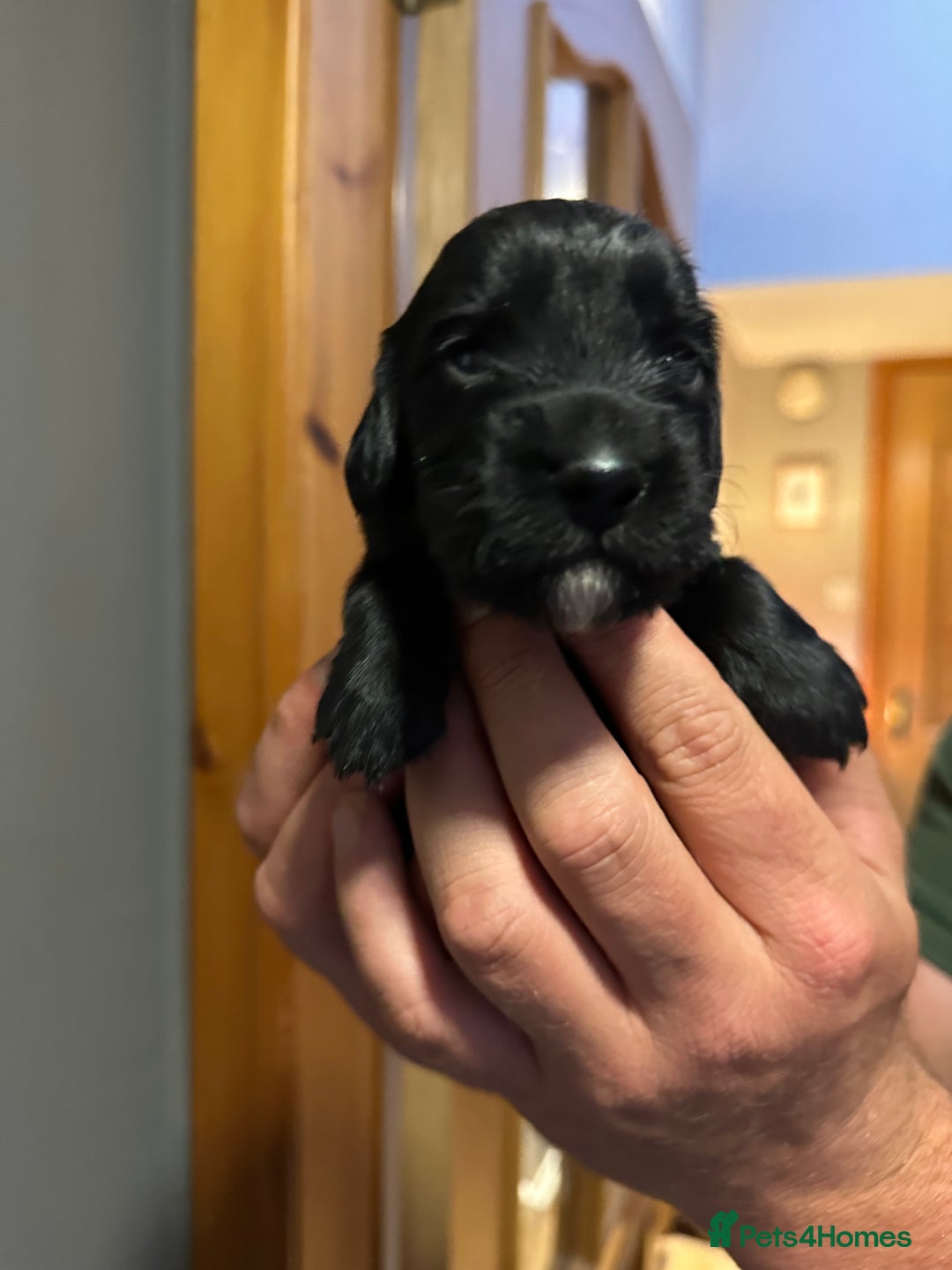 Cocker Spaniel dogs for sale: Kennel Club reg’d Cocker Puppies - Image 9
