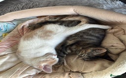 Mixed Breed cats for sale: 4 kittens ready for their new homes  - Image 11