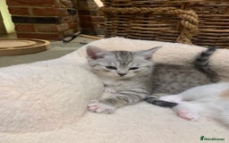 Persian cats for sale: Persian chinchilla mix boy and girl left - Image 3