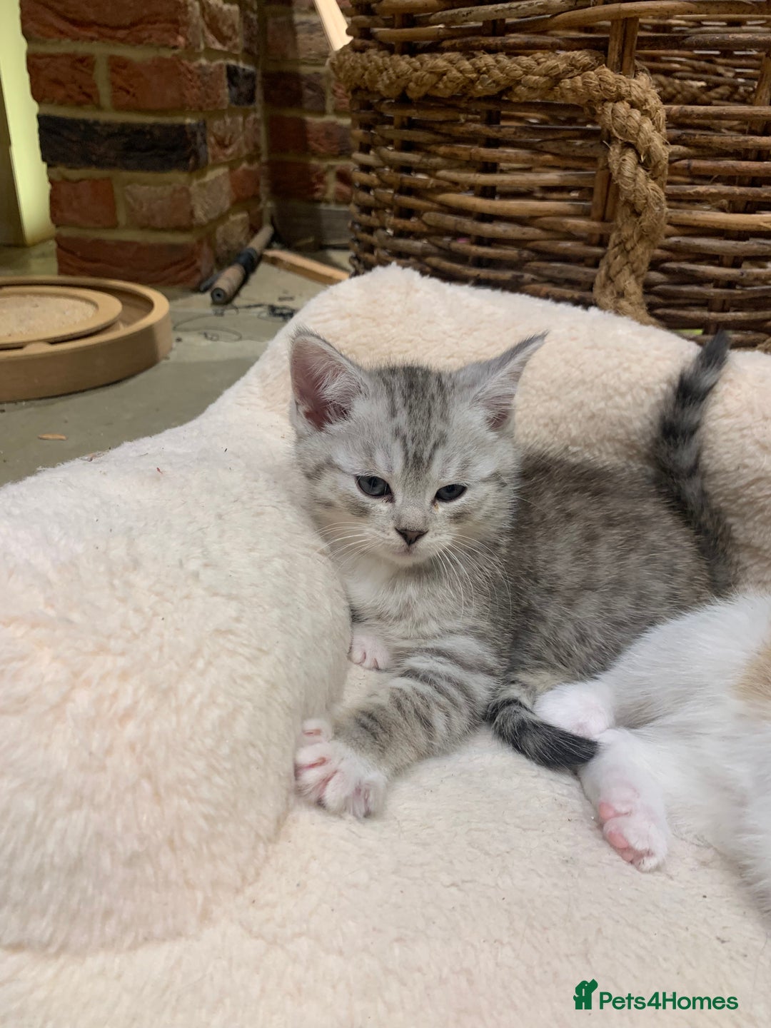 Persian cats for sale: Persian chinchilla mix boy and girl left - Image 3